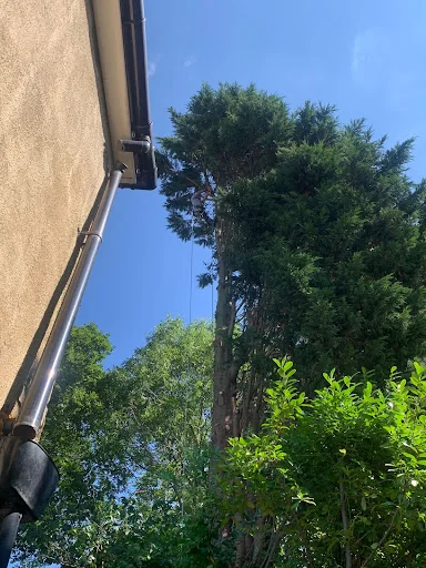 Weaver Tree Care Ltd photo 8