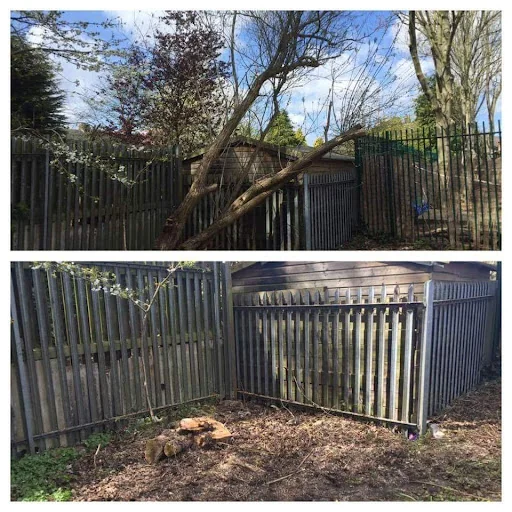 Tree Care &amp; Landscaping photo 2