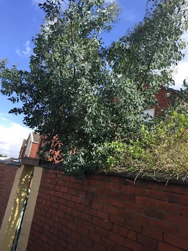 Tree Care &amp; Landscaping photo 5