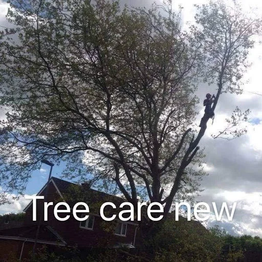 Tree Care &amp; Landscaping photo 6
