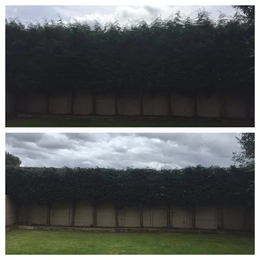 Tree Care &amp; Landscaping photo 7