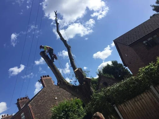 Tree Care &amp; Landscaping photo 8