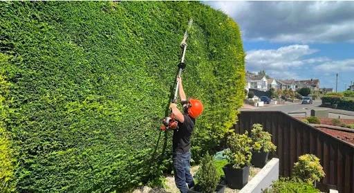 A1 Tree and Garden Services photo 1