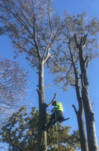 A1 Tree and Garden Services photo 4