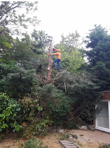 A1 Tree and Garden Services photo 6