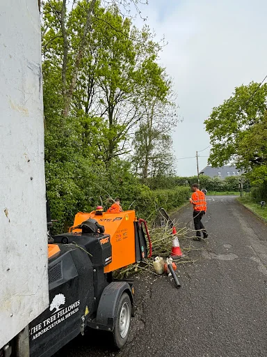 The Tree Fellowes photo 8