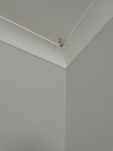 The Cambridge Lady photo 3