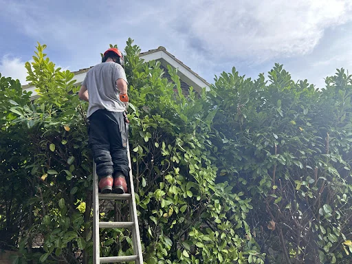 Boyle Brothers Tree Services photo 2