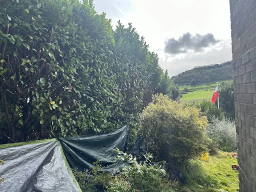 Boyle Brothers Tree Services photo 3