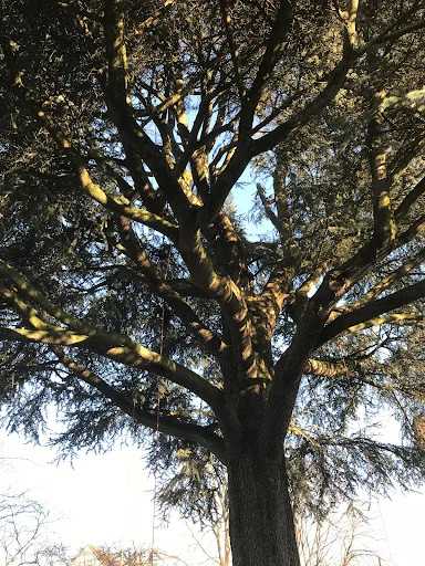 Boyle Brothers Tree Services photo 8