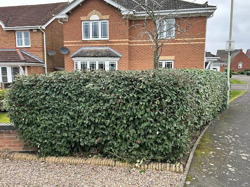 M&amp;L Garden Services photo 7