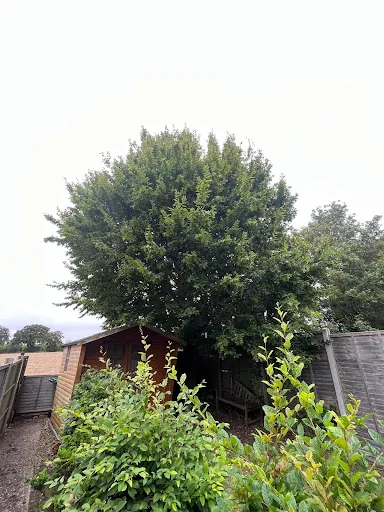 Elmwood Tree services photo 1