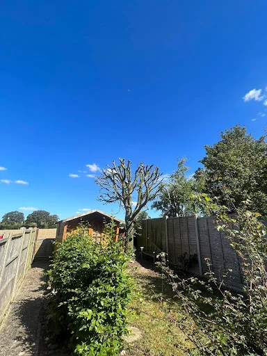 Elmwood Tree services photo 2