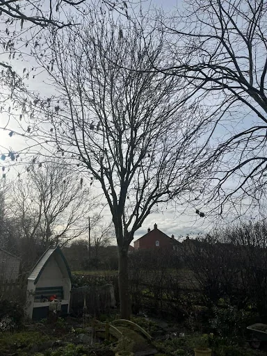 Elmwood Tree services photo 3