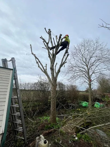 Elmwood Tree services photo 4