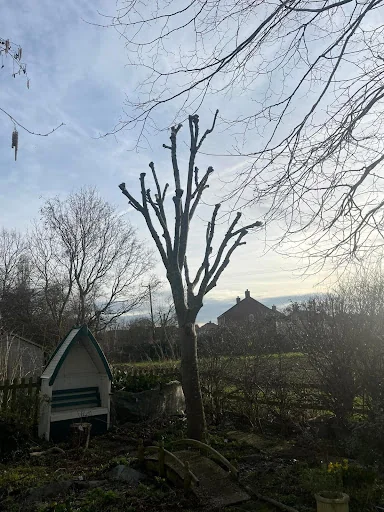 Elmwood Tree services photo 5