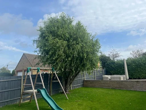 Elmwood Tree services photo 6