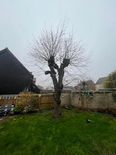 Elmwood Tree services photo 8