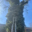 Lancashire Tree Care photo 1