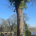 Lancashire Tree Care photo 2