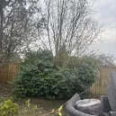 Lancashire Tree Care photo 8