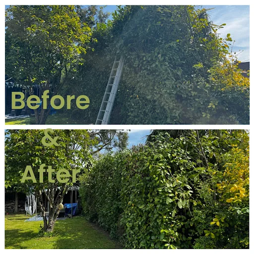 Alex's tree and gardening photo 1