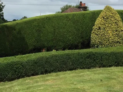 Alex's tree and gardening photo 3