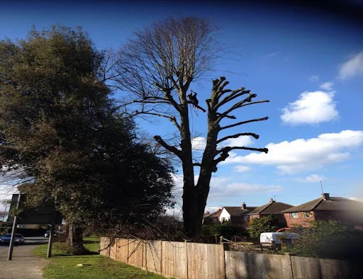 Alex's tree and gardening photo 4