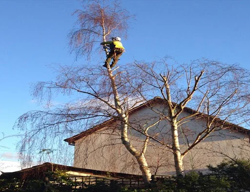 Alex's tree and gardening photo 5