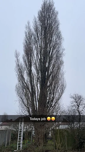 Alpine Arborist Ltd photo 1