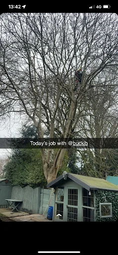 Alpine Arborist Ltd photo 4