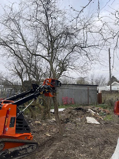 Alpine Arborist Ltd photo 5