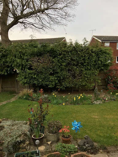 John &amp; Son - Tree &amp; Garden Services photo 1