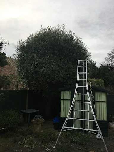 John &amp; Son - Tree &amp; Garden Services photo 3