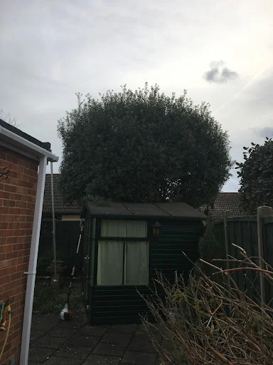 John &amp; Son - Tree &amp; Garden Services photo 4