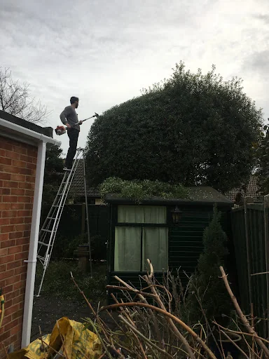 John &amp; Son - Tree &amp; Garden Services photo 5