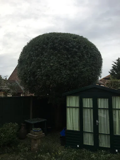 John &amp; Son - Tree &amp; Garden Services photo 6