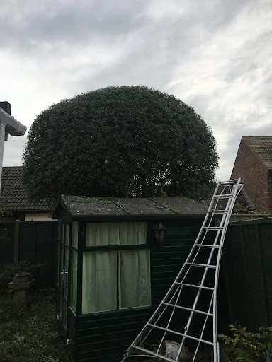 John &amp; Son - Tree &amp; Garden Services photo 7