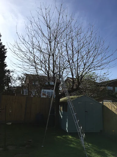 John &amp; Son - Tree &amp; Garden Services photo 8