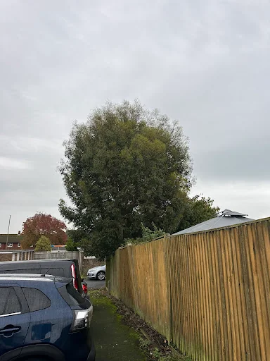 HUNNISETT’S TREE SURGEON &amp; GARDEN SERVICES LTD photo 1