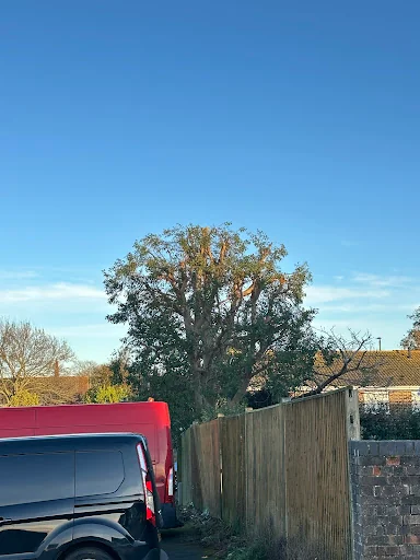 HUNNISETT’S TREE SURGEON &amp; GARDEN SERVICES LTD photo 2