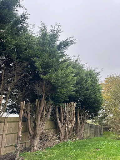 HUNNISETT’S TREE SURGEON &amp; GARDEN SERVICES LTD photo 3