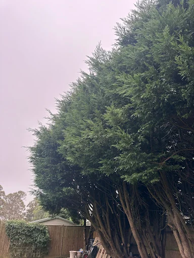 HUNNISETT’S TREE SURGEON &amp; GARDEN SERVICES LTD photo 4