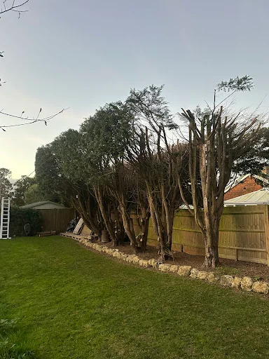 HUNNISETT’S TREE SURGEON &amp; GARDEN SERVICES LTD photo 7