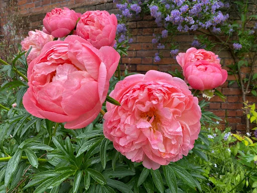 Kings Of Bearsted photo 6