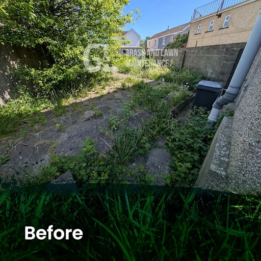 Grass and Lawn Maintenance photo 5