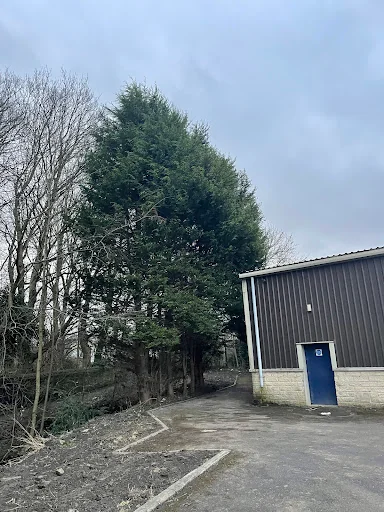RPW Tree Services Limited photo 6
