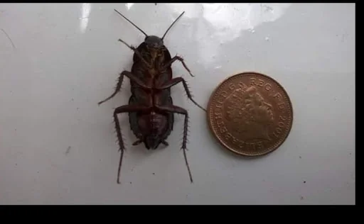 West Riding Pest Control Limited photo 6