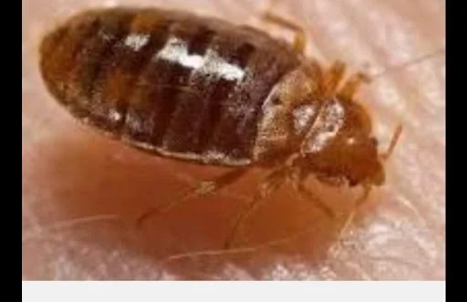 West Riding Pest Control Limited photo 7