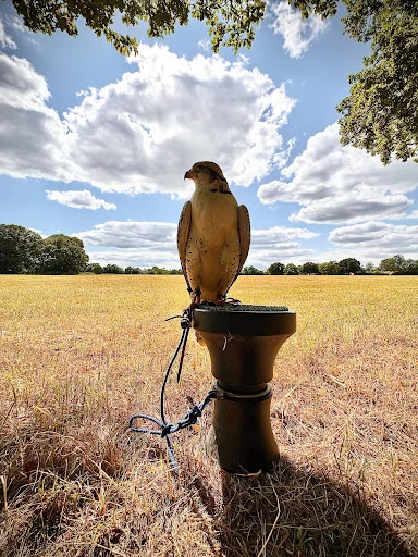 MD Falconry And Pest Solutions photo 4
